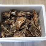 海のミルクサロマ湖産殻付2年物カキ貝